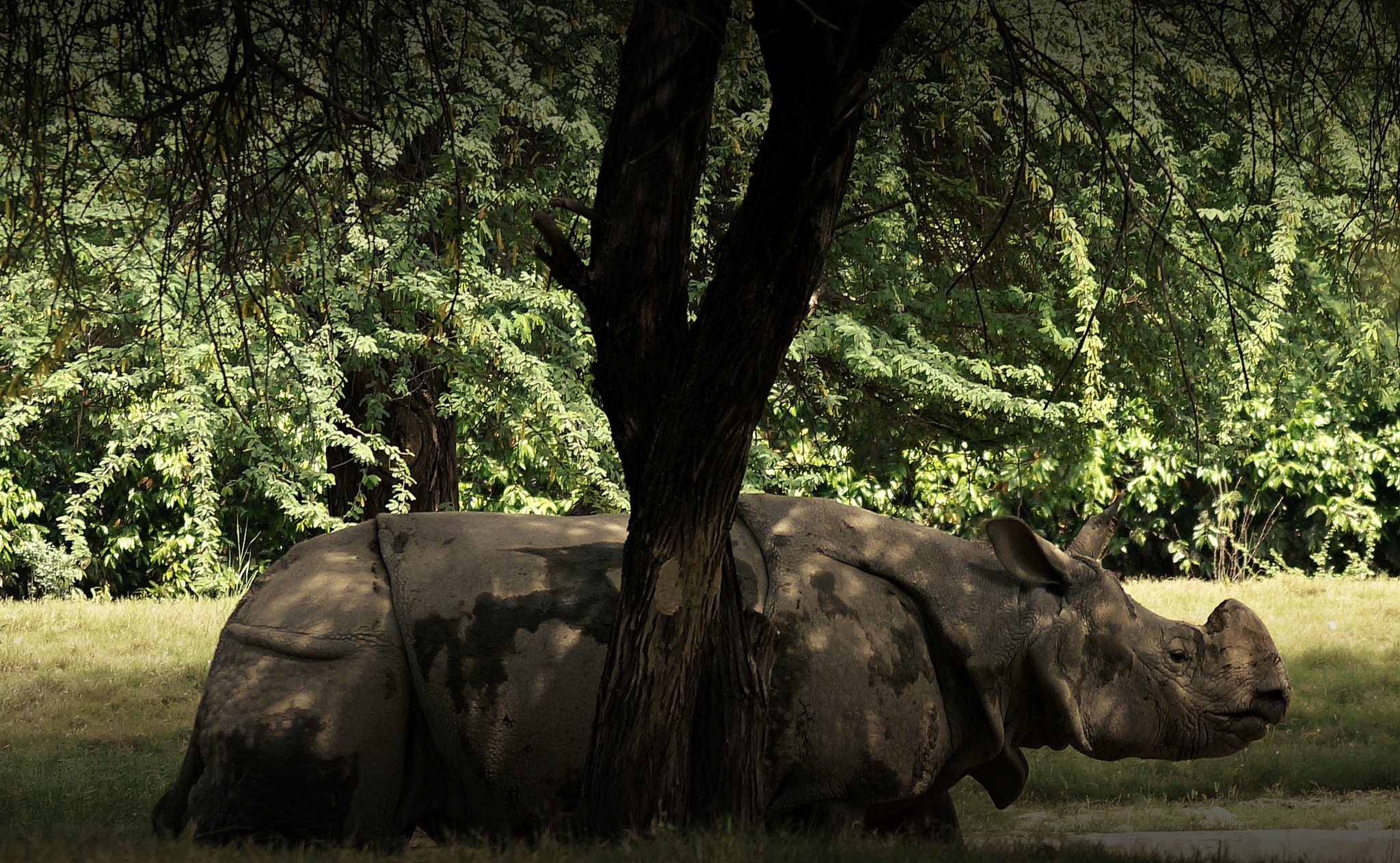 Sony SLT-A57 sample photo. The rhinoceros photography