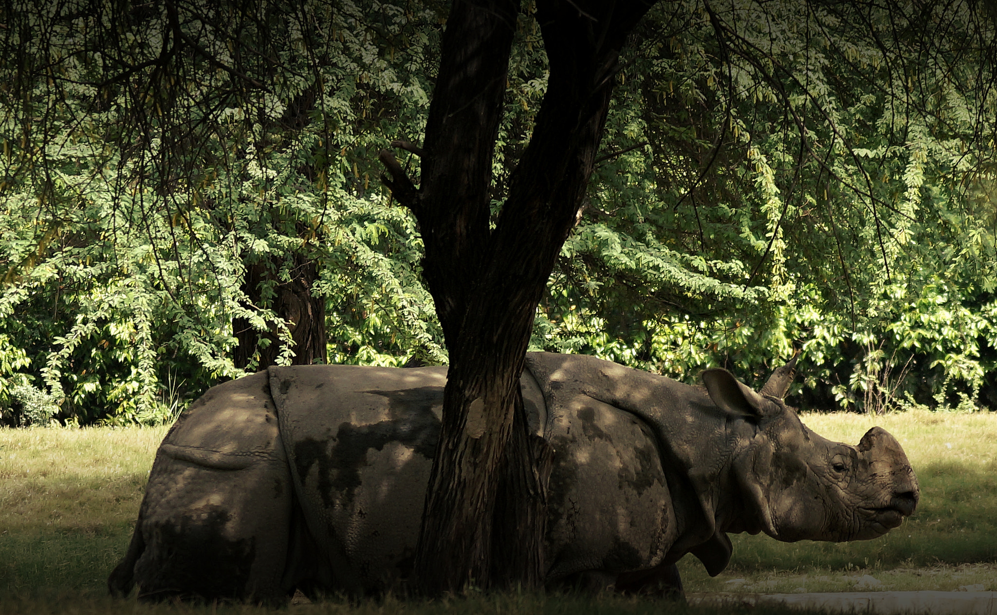 Sony DT 55-200mm F4-5.6 SAM sample photo. The rhinoceros photography