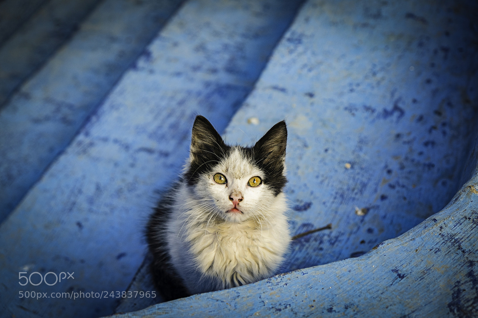 Fujifilm X-T20 sample photo. The cat in the photography