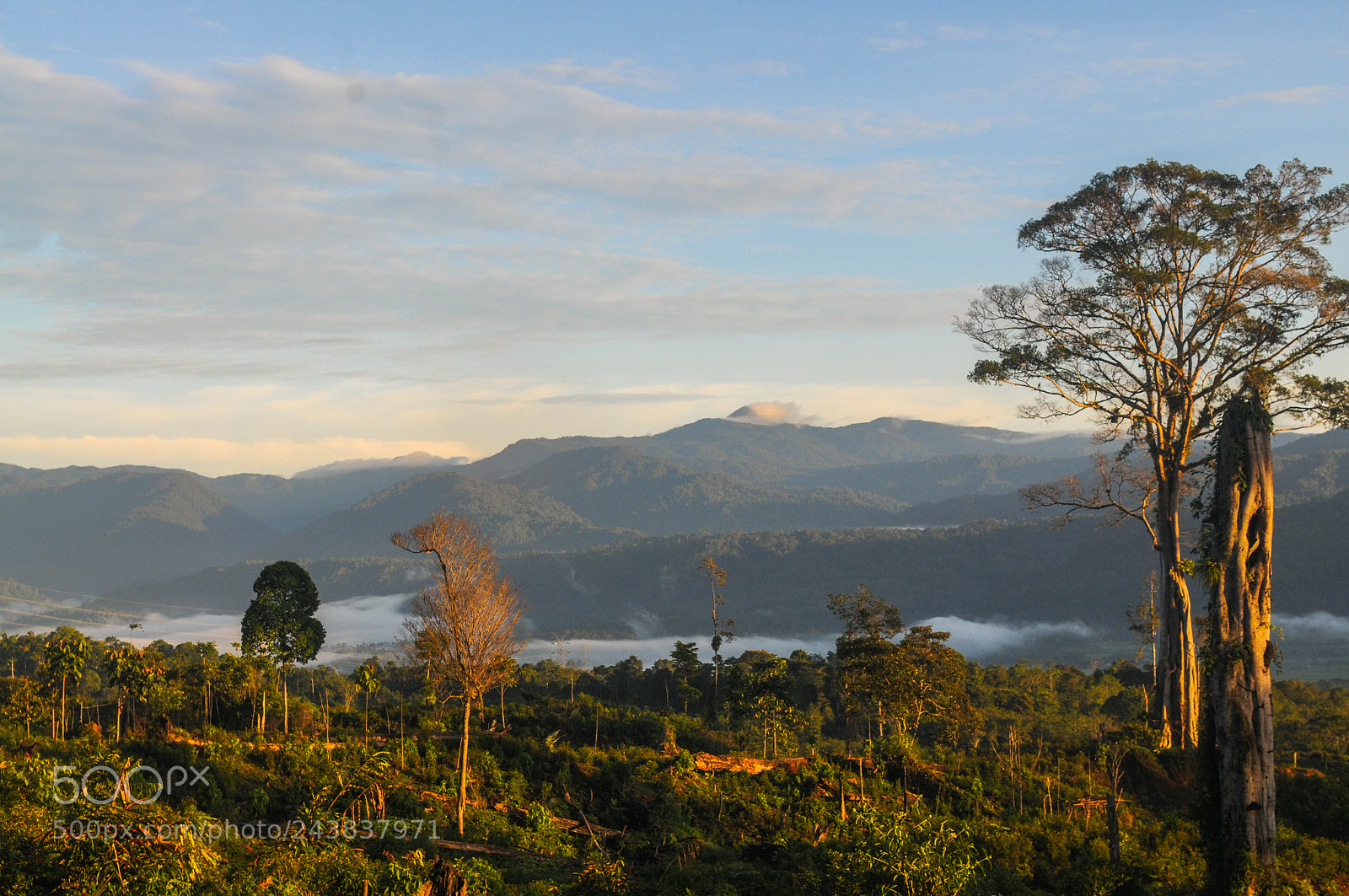 Nikon D300 sample photo. The view of forest photography