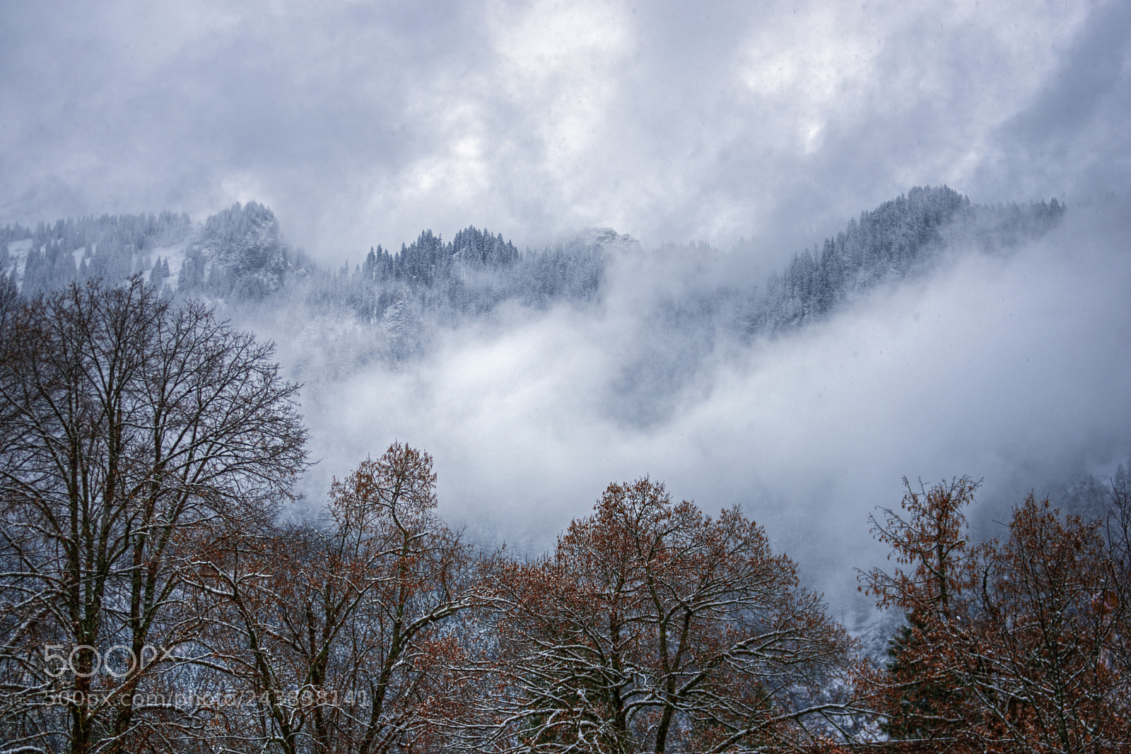 Nikon D800 sample photo. December forest in bavaria photography