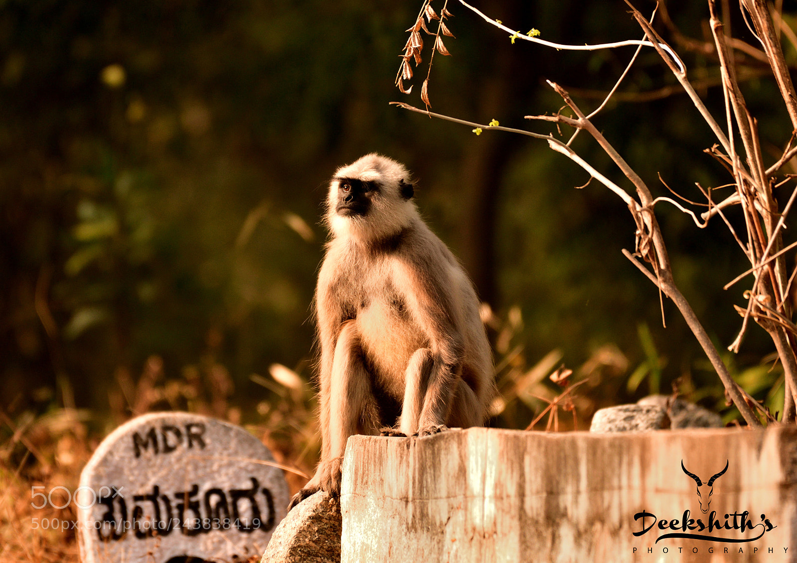 Nikon D500 sample photo. Langoor photography
