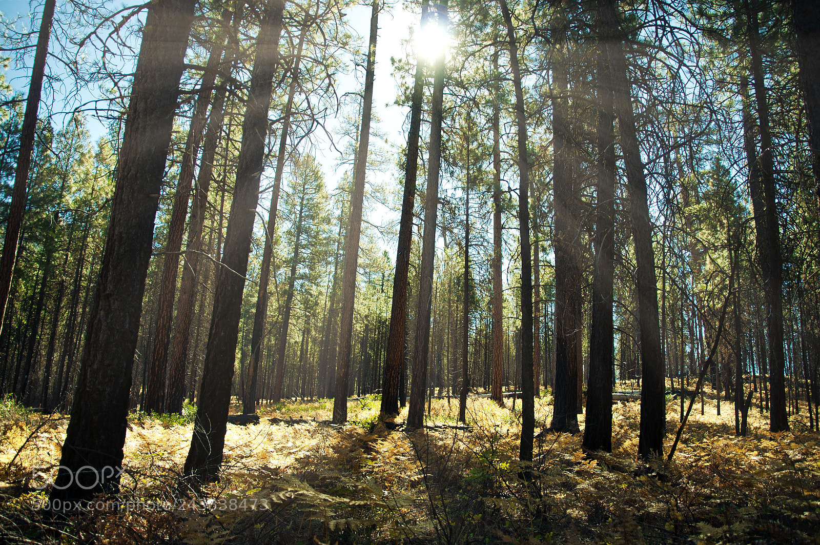 Nikon D90 sample photo. Rays photography