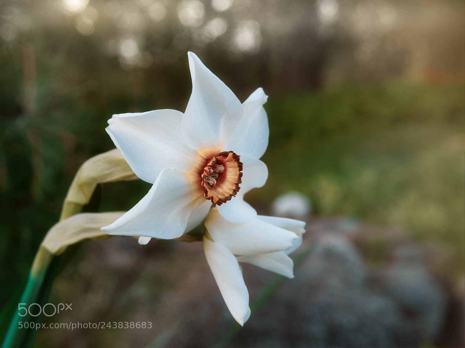 Olympus OM-D E-M5 II sample photo. Narcissus photography