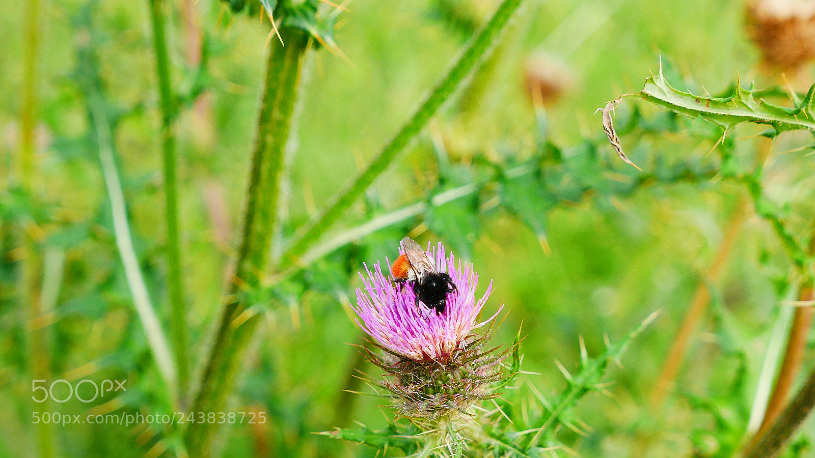 Panasonic Lumix DMC-GX85 (Lumix DMC-GX80 / Lumix DMC-GX7 Mark II) sample photo. P photography