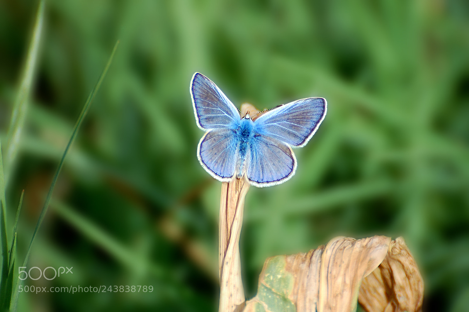 Nikon D40 sample photo. Alas azules photography