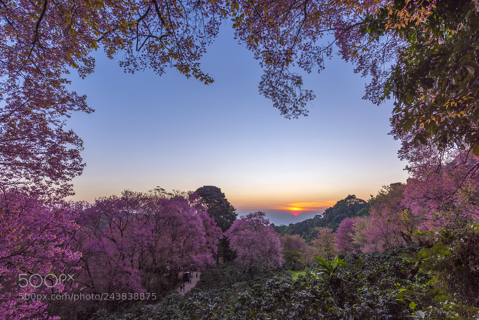Nikon D810 sample photo. Sakura at sunrise khun photography