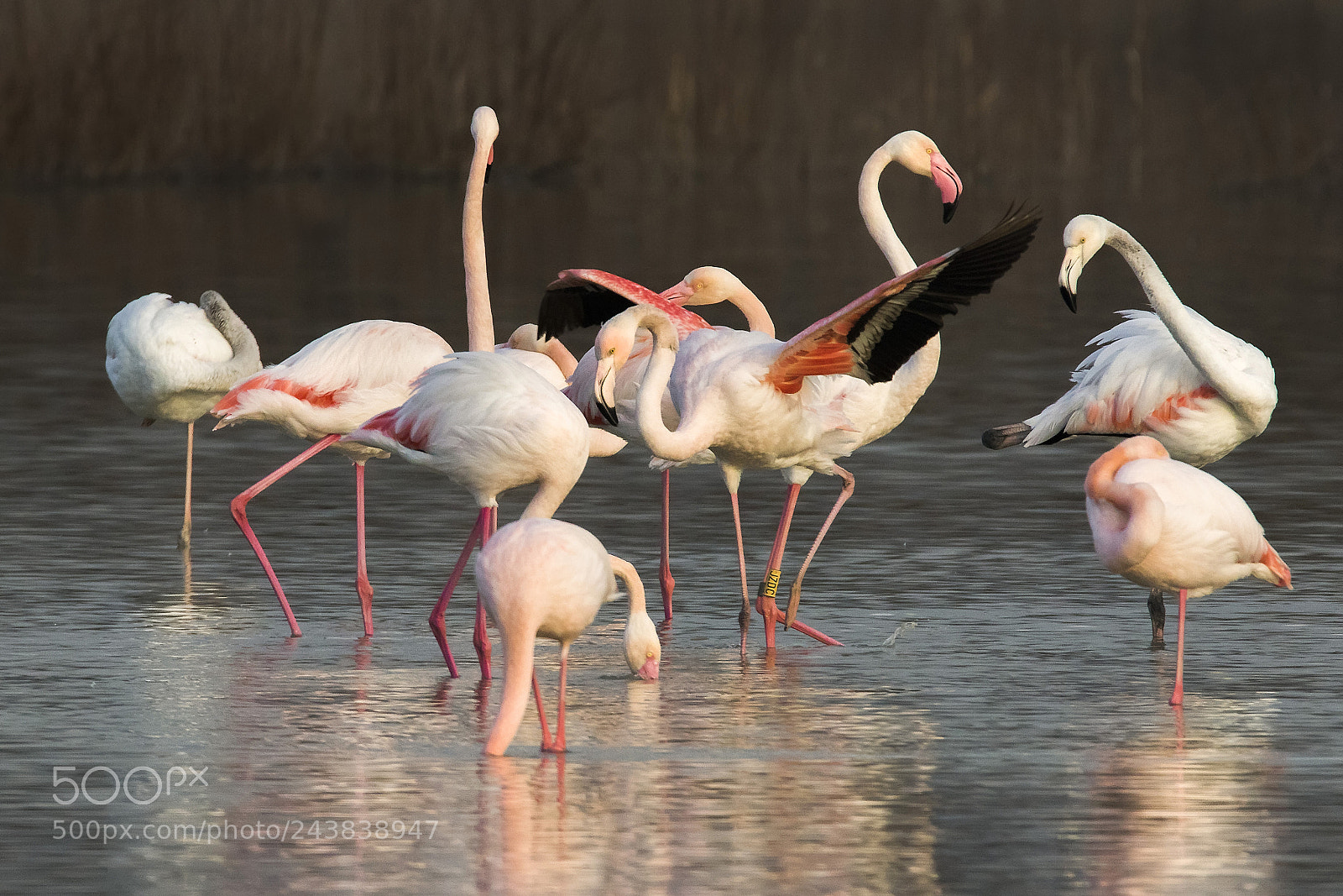 Canon EOS 7D Mark II sample photo. ..fenicotteri rosa.. photography
