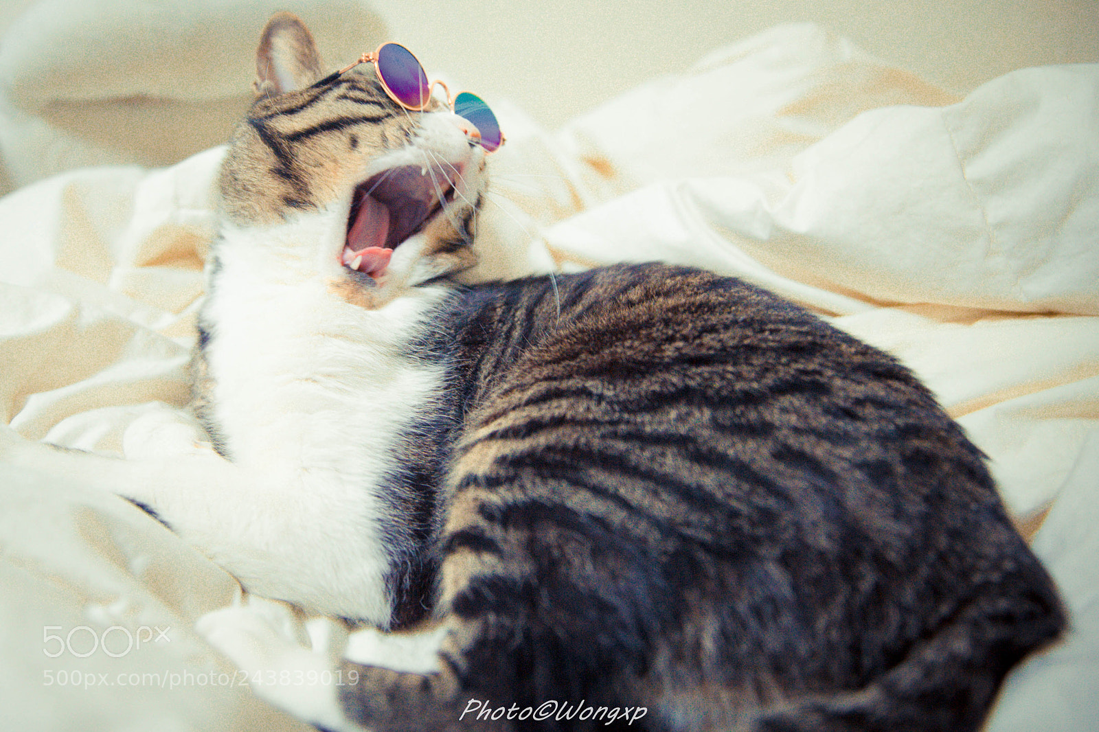 Canon EOS-1D X sample photo. My cat photography