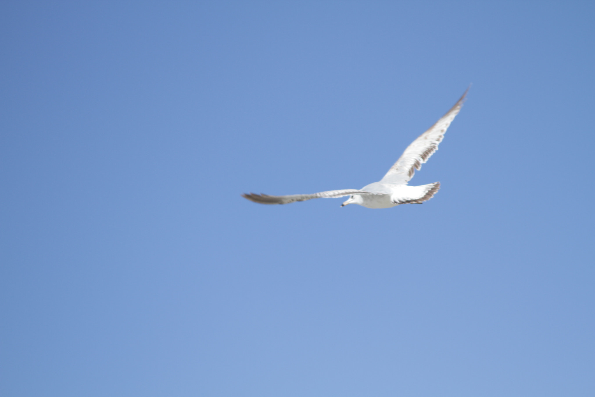 Canon EF 28-135mm F3.5-5.6 IS USM sample photo. Img photography