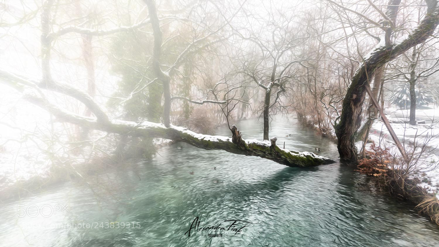 Nikon D850 sample photo. Winter with snow vi photography
