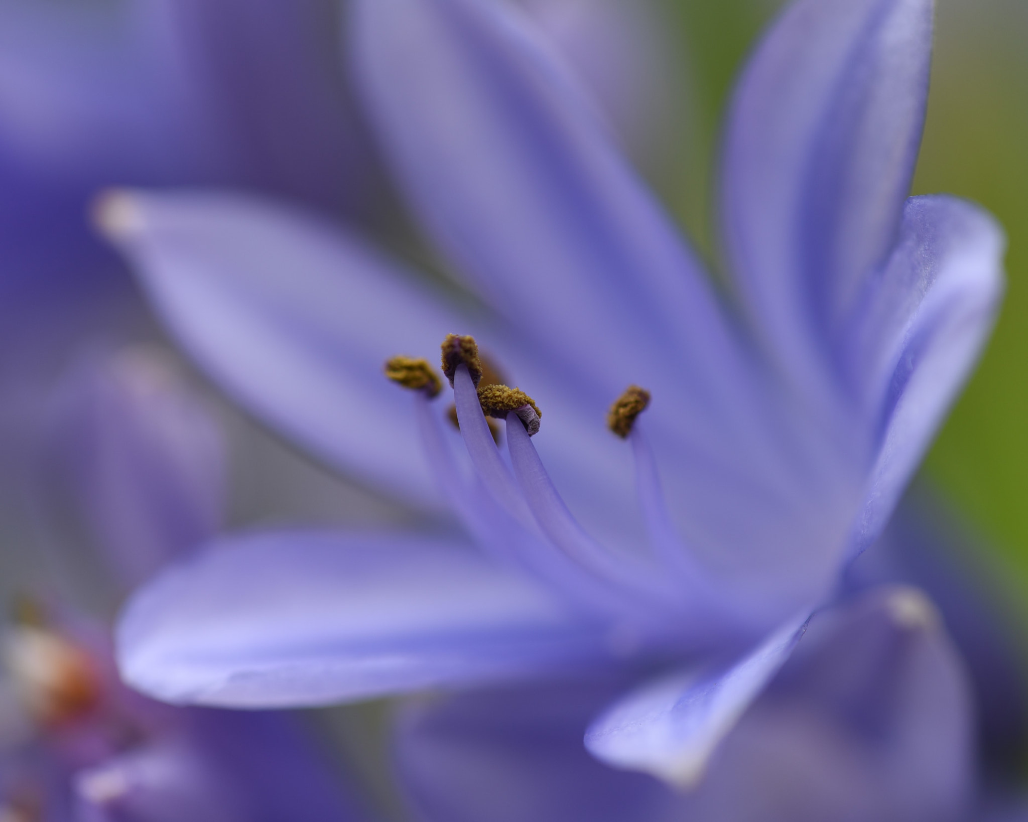 Nikon AF Micro-Nikkor 200mm F4D ED-IF sample photo. Purple lily photography