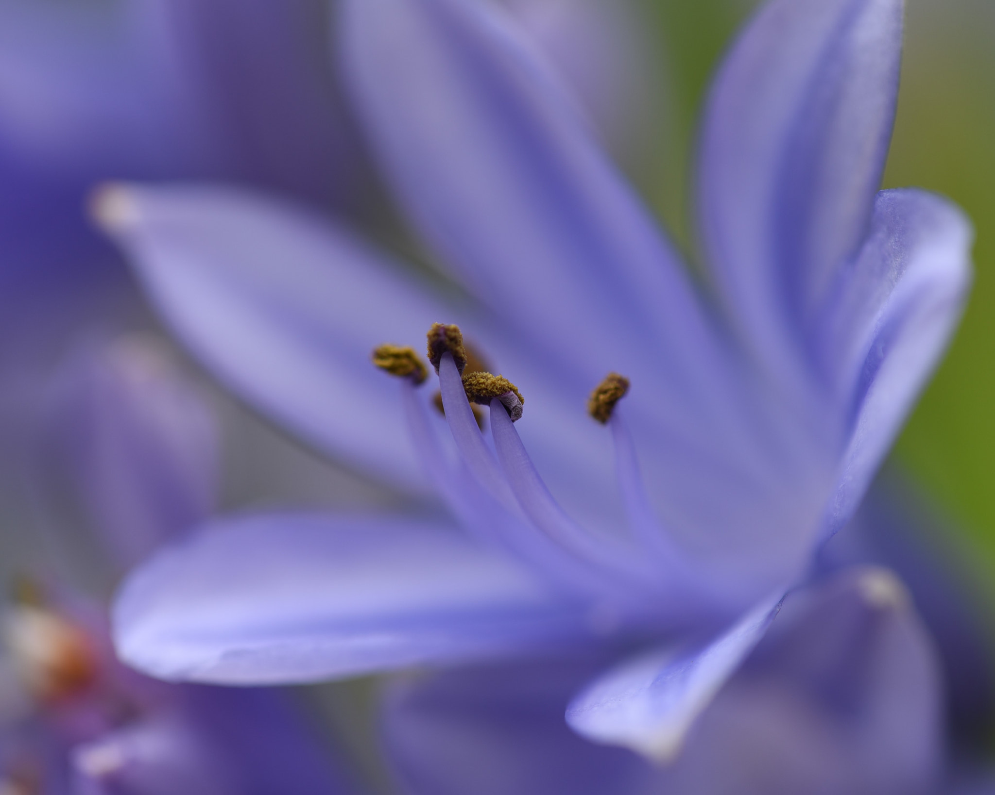 Nikon D750 + Nikon AF Micro-Nikkor 200mm F4D ED-IF sample photo. Purple lily photography