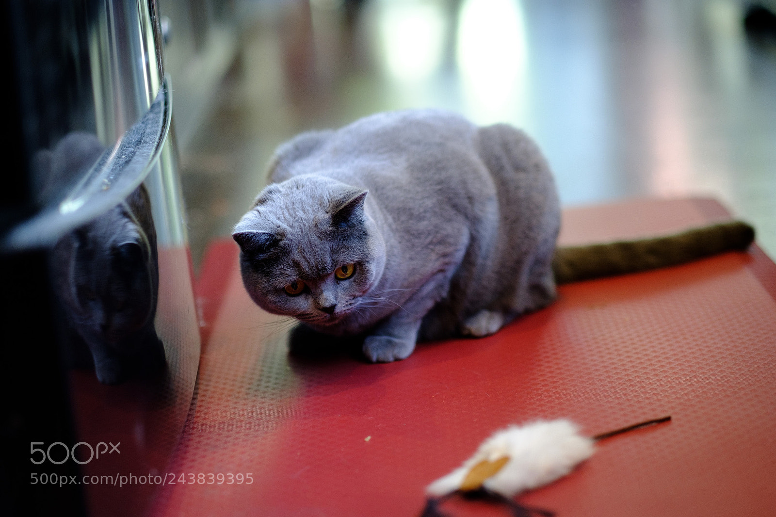 Fujifilm X-T2 sample photo. Stella photography