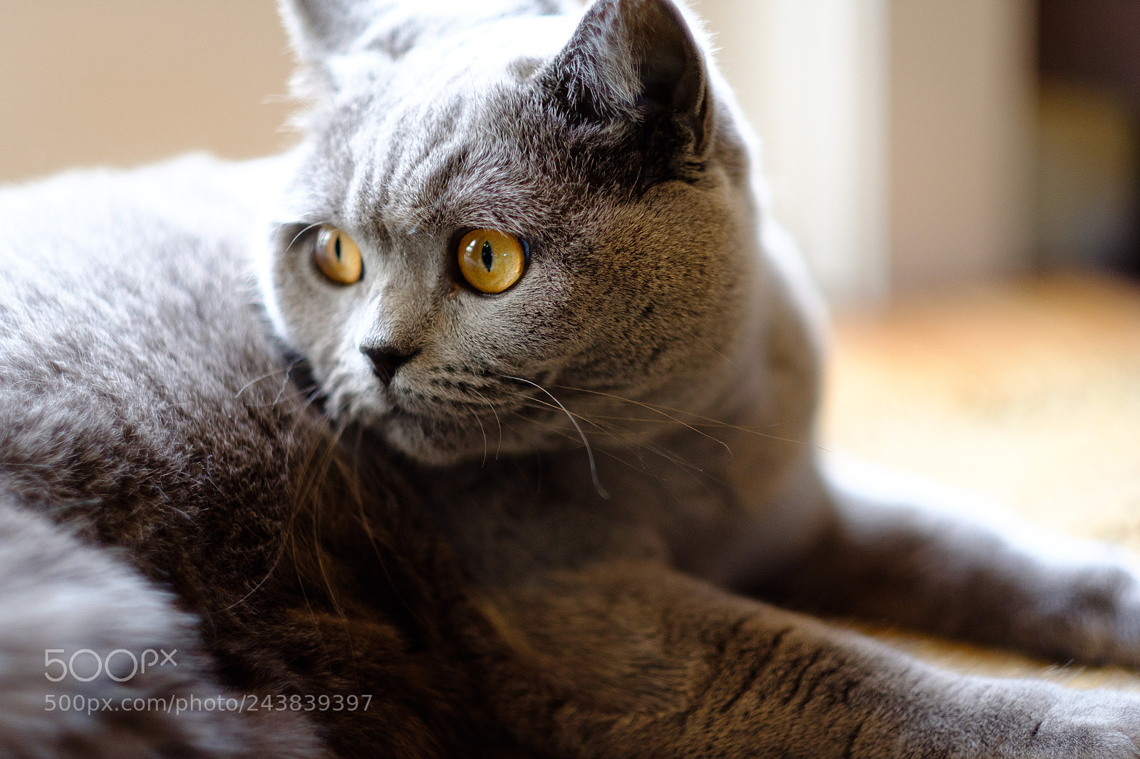 Fujifilm X-T2 sample photo. Stella photography