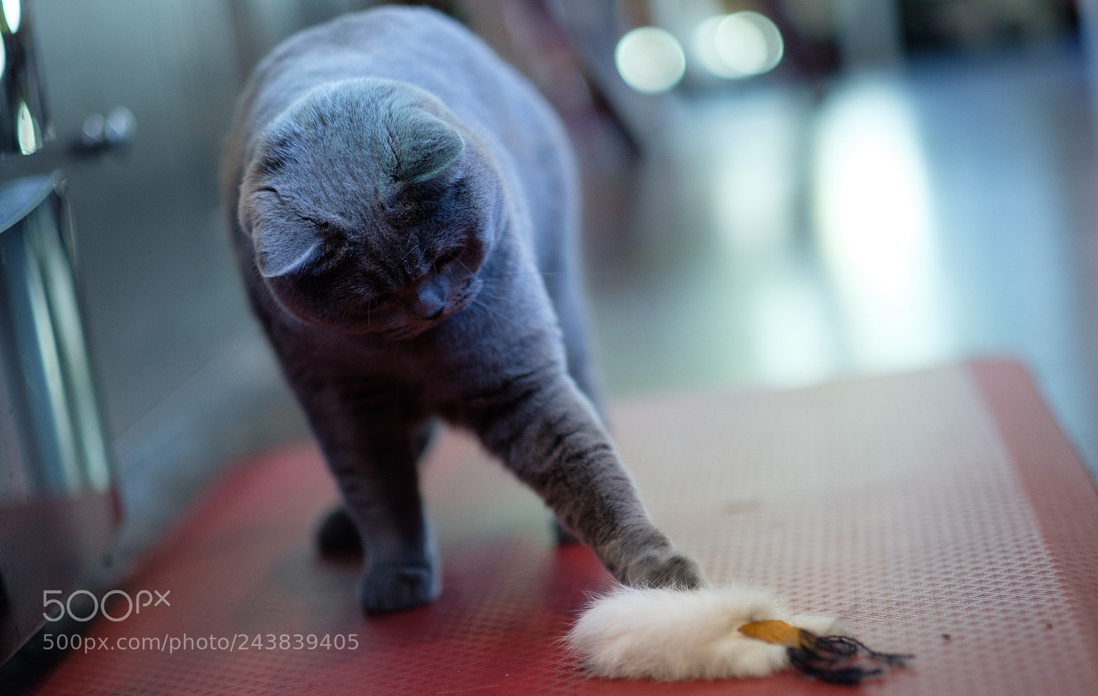 Fujifilm X-T2 sample photo. Stella photography