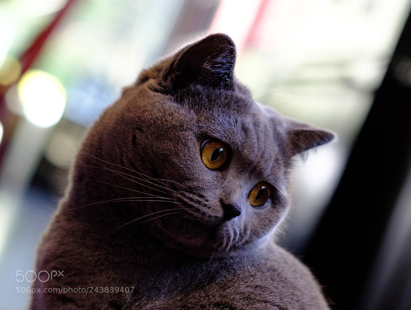 Fujifilm X-T2 sample photo. Stella photography