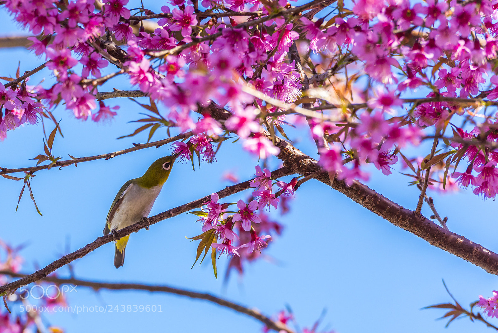 Nikon D810 sample photo. Little bird with cherry photography