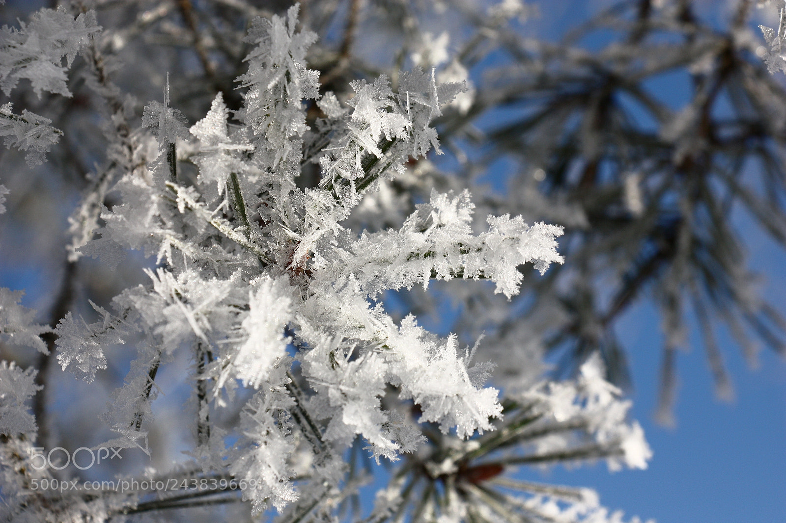 Canon EOS 450D (EOS Rebel XSi / EOS Kiss X2) sample photo. Large hoarfrost on a photography
