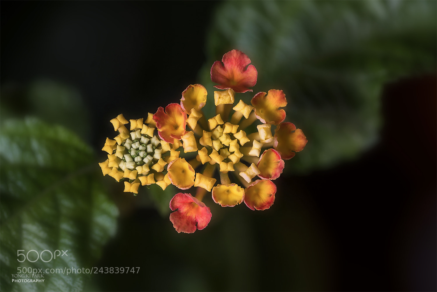 Pentax K-1 sample photo. The flower space station photography