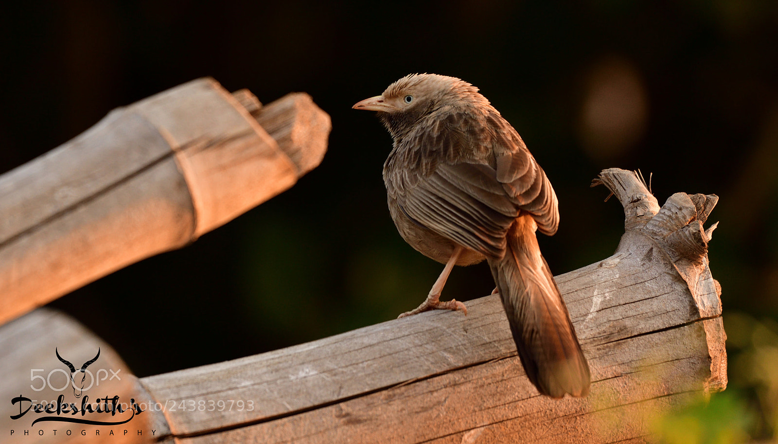 Nikon D500 sample photo. White headed babbler photography