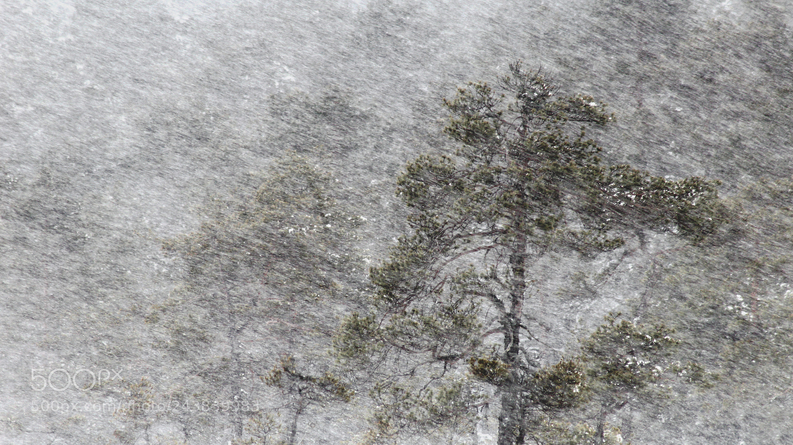 Canon EOS 1200D (EOS Rebel T5 / EOS Kiss X70 / EOS Hi) sample photo. Pine tree in blizzard photography