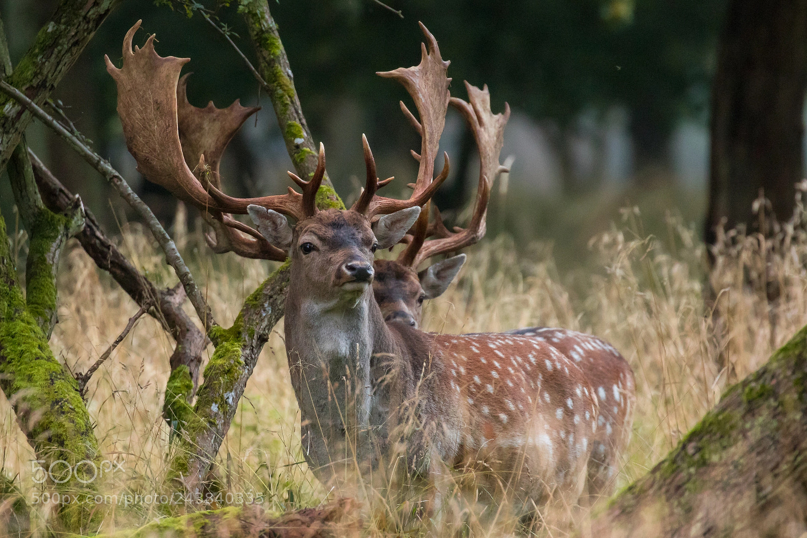 Canon EOS 7D Mark II sample photo. Fallow deer (dama dama) photography