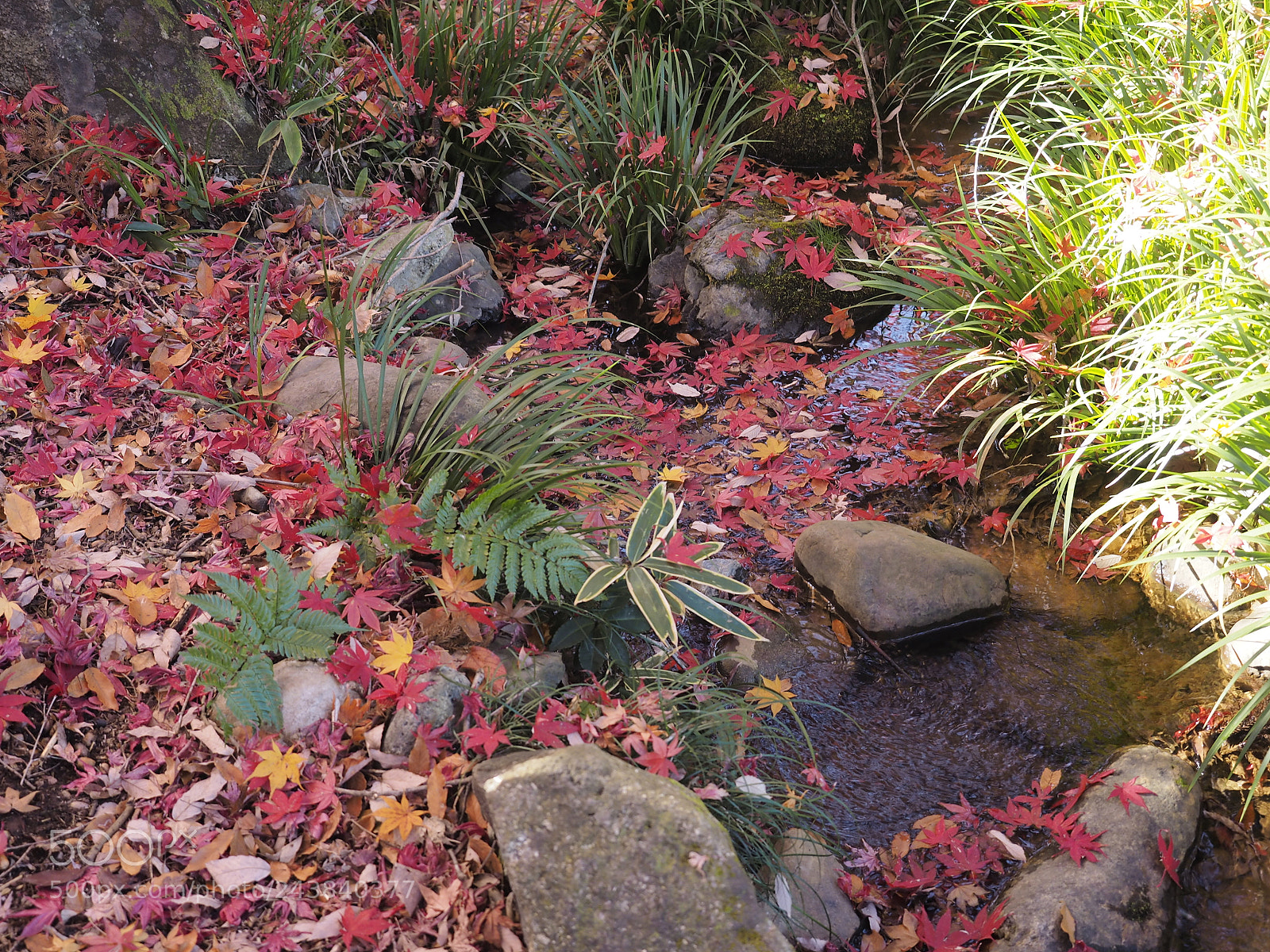 Olympus OM-D E-M1 sample photo. The end of autumn photography