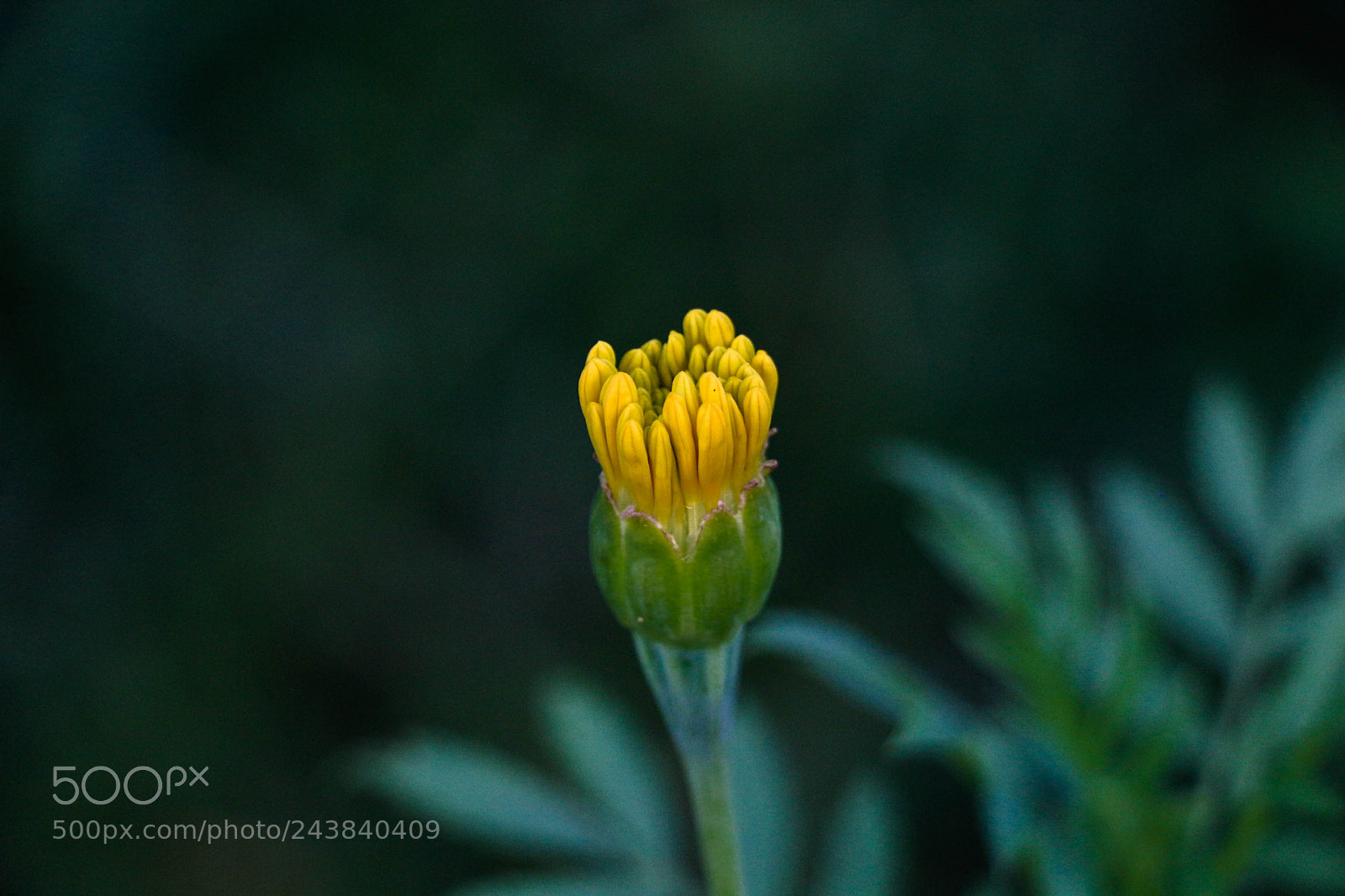 Canon EOS 100D (EOS Rebel SL1 / EOS Kiss X7) sample photo. Bloom! photography