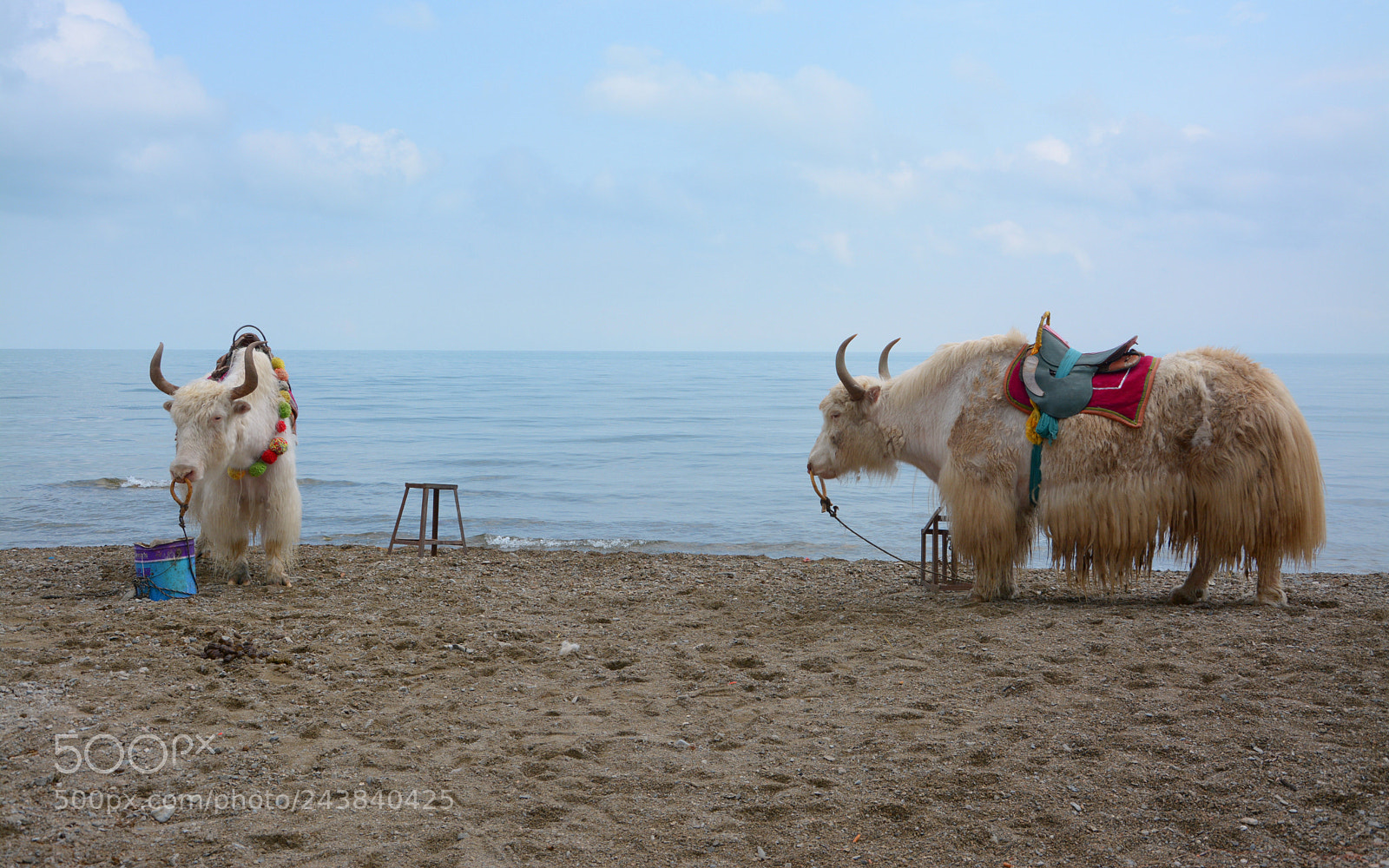 Nikon D7100 sample photo. White yak photography