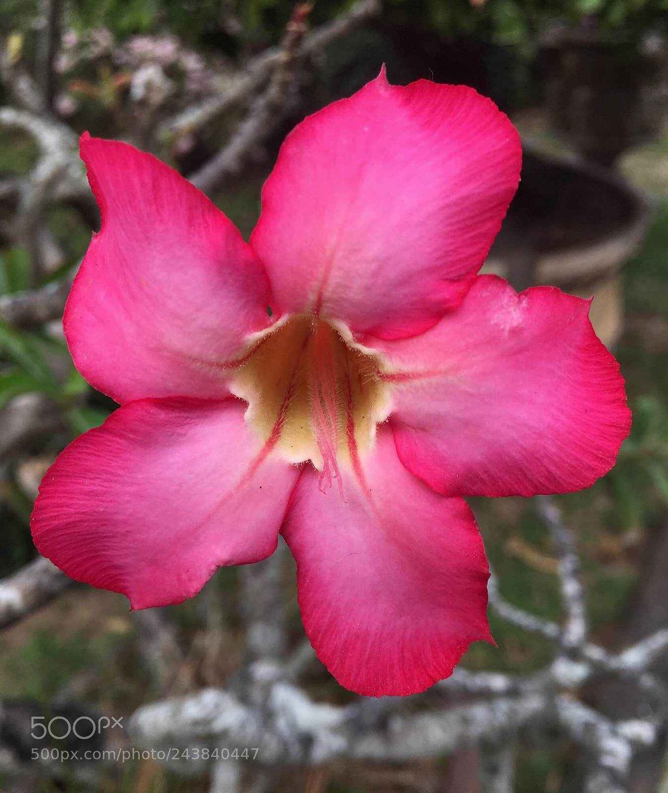Apple iPhone SE sample photo. Pinky photography