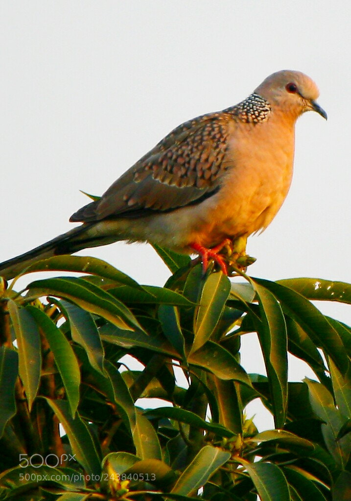 Canon EOS 1000D (EOS Digital Rebel XS / EOS Kiss F) sample photo. Oriental turtle dove dehradun photography