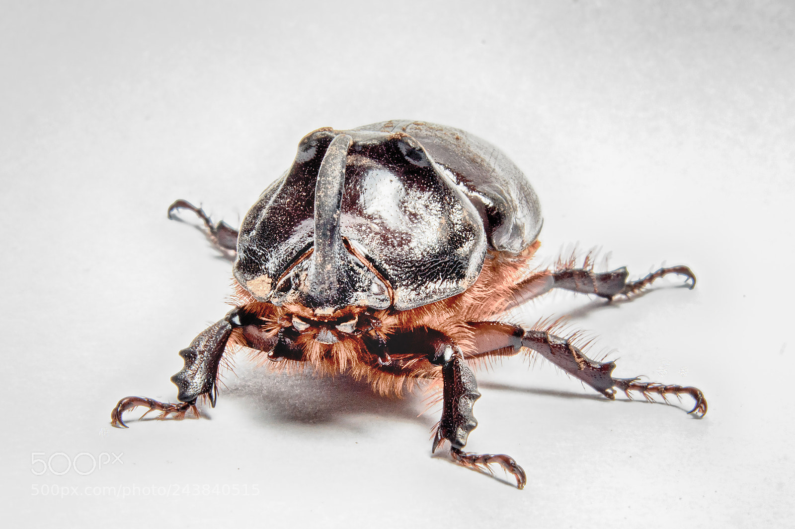 Canon EOS 1100D (EOS Rebel T3 / EOS Kiss X50) sample photo. Beetle photography