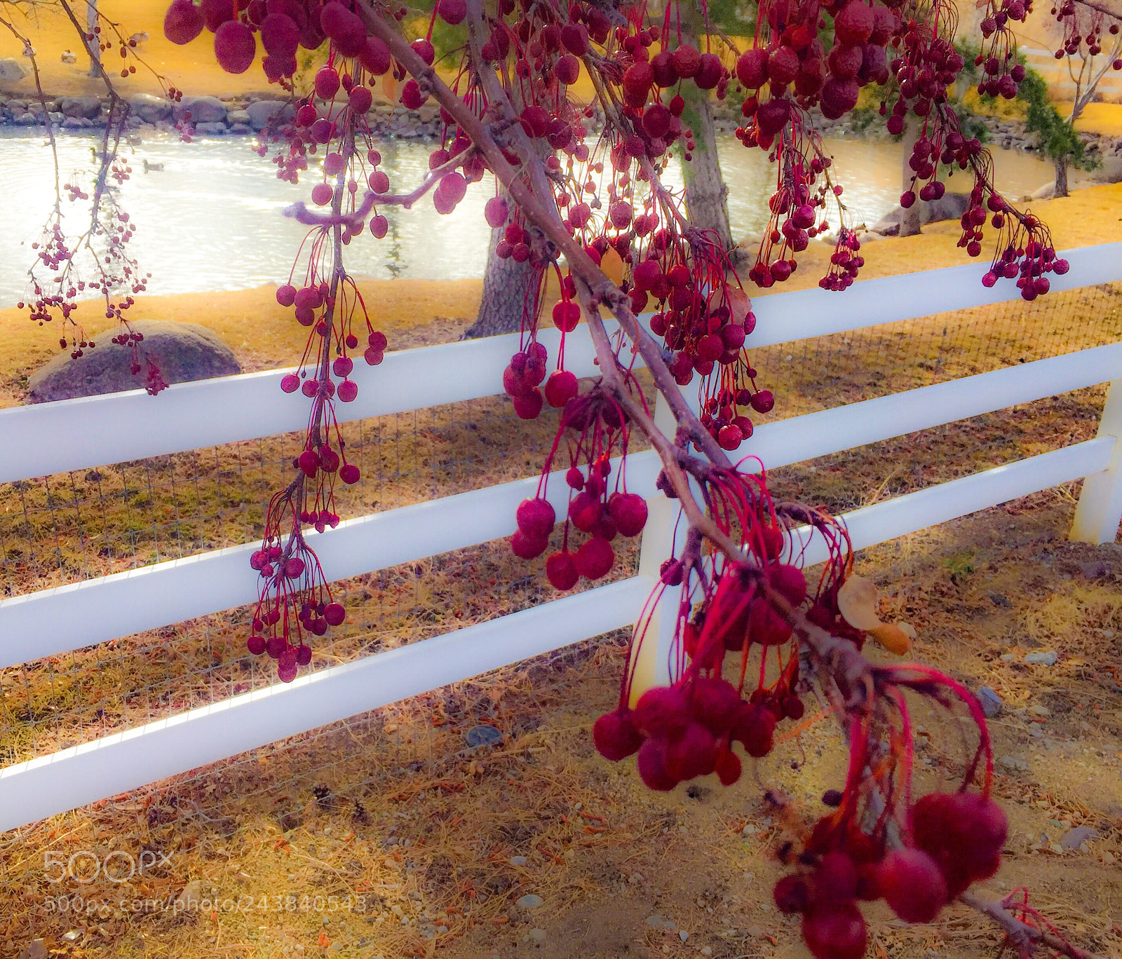 Apple iPhone 6 sample photo. Glow photography