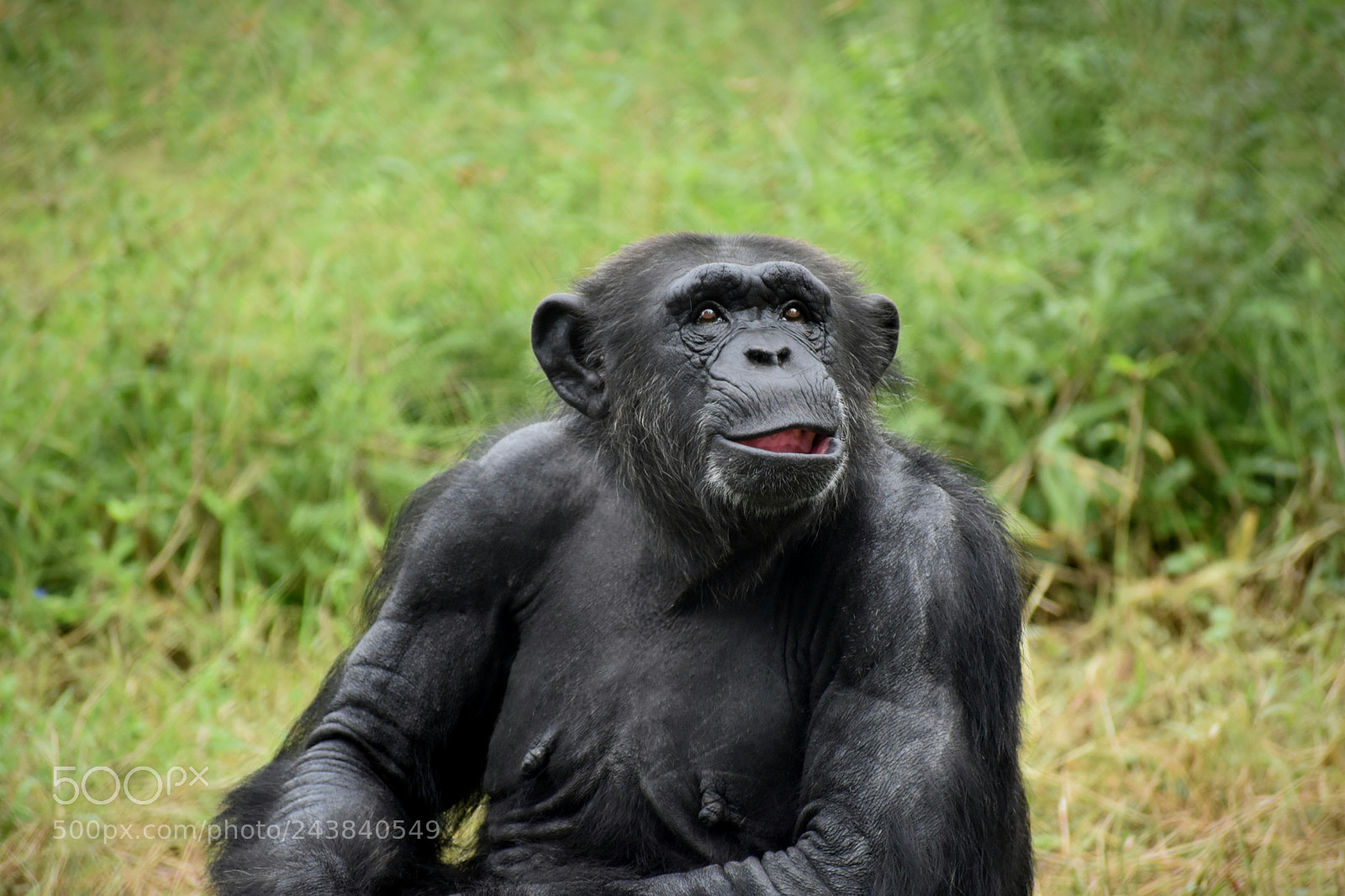 Nikon D3400 sample photo. Chimpanzee!!! photography