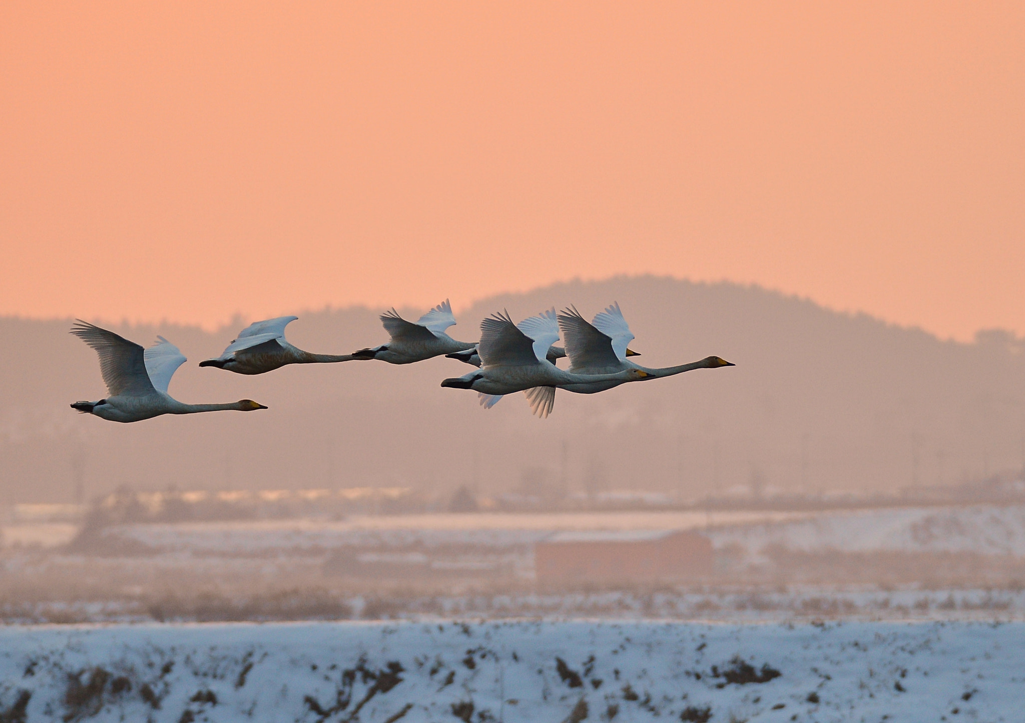 Nikon D4 + Sigma 150-600mm F5-6.3 DG OS HSM | S sample photo. Whooper swan photography