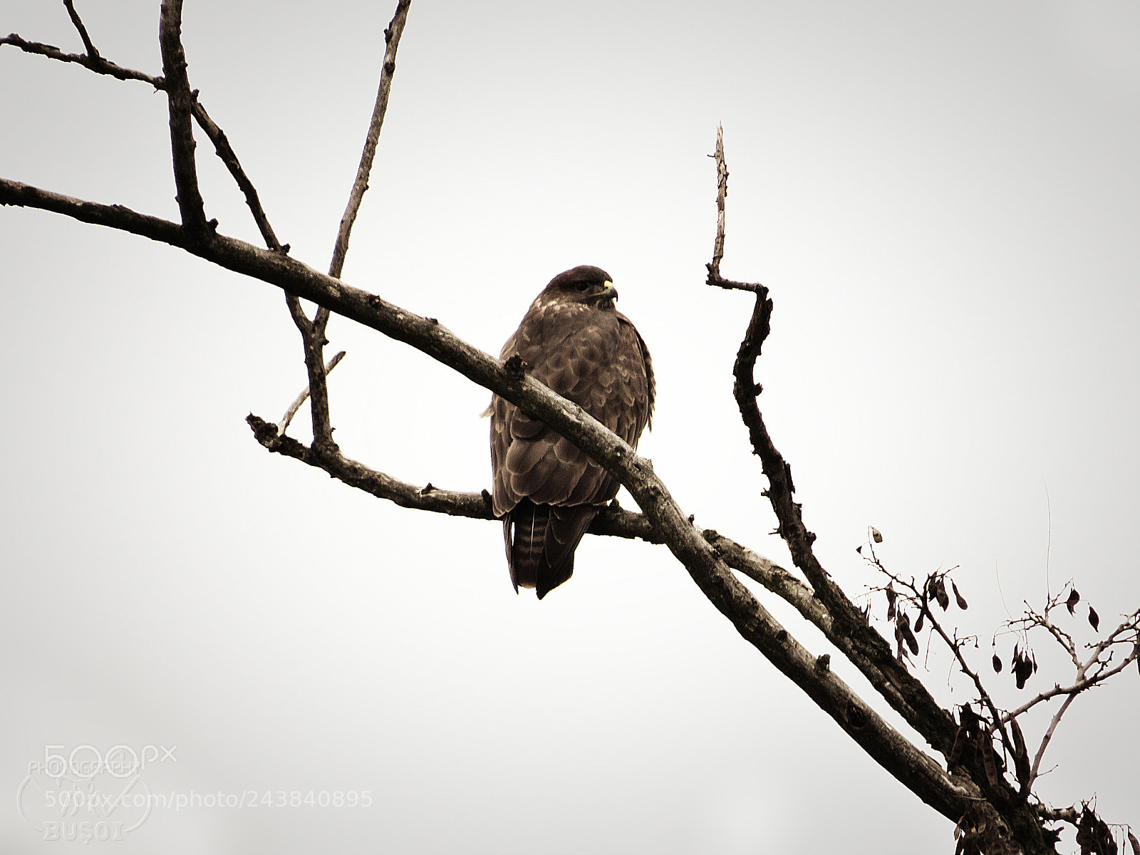 Canon PowerShot SX540 HS sample photo. Hawk photography