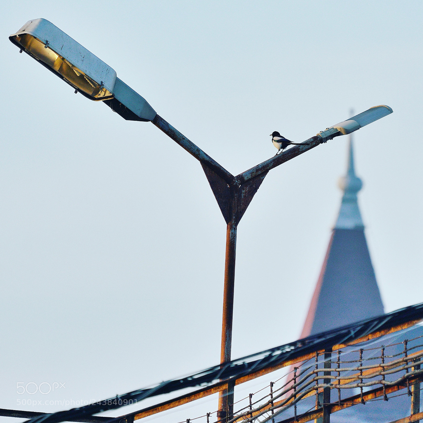 Sony a7R III sample photo. Bird  photography