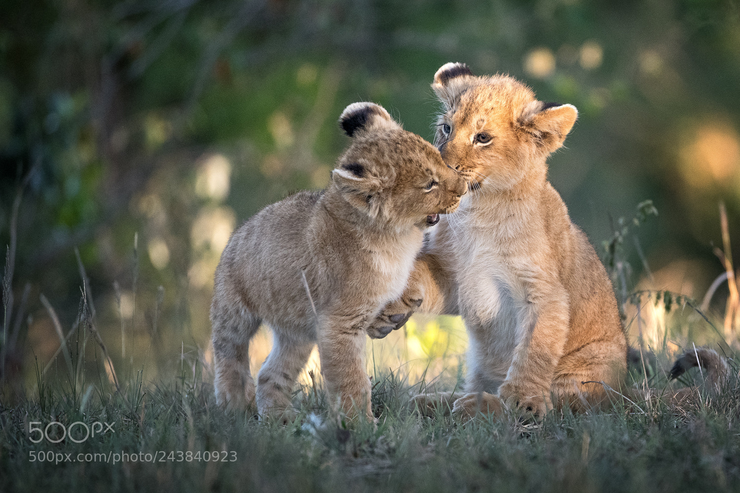 Nikon D850 sample photo. Cub playing photography