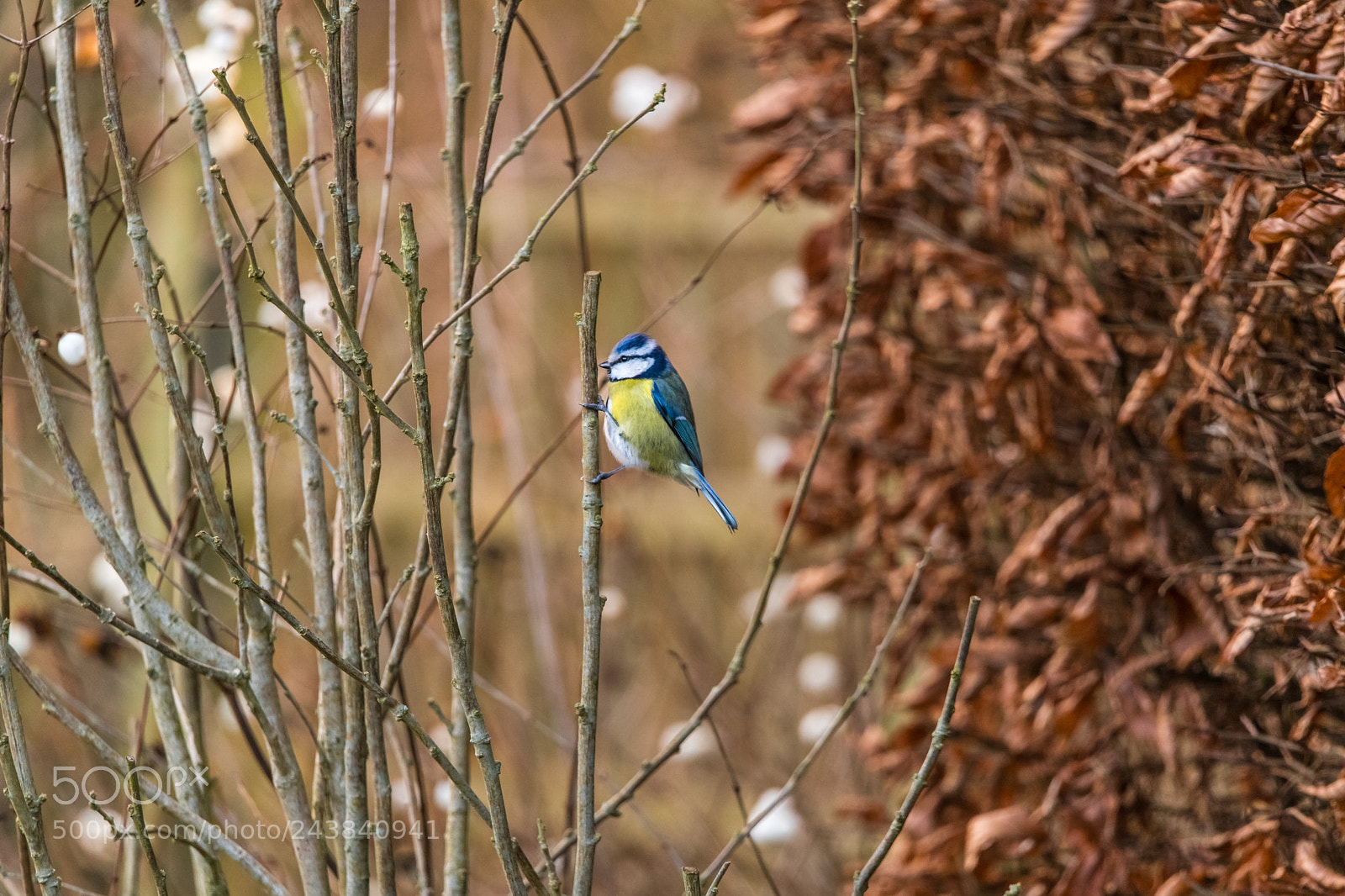 Nikon D850 sample photo. Out in the sticks photography