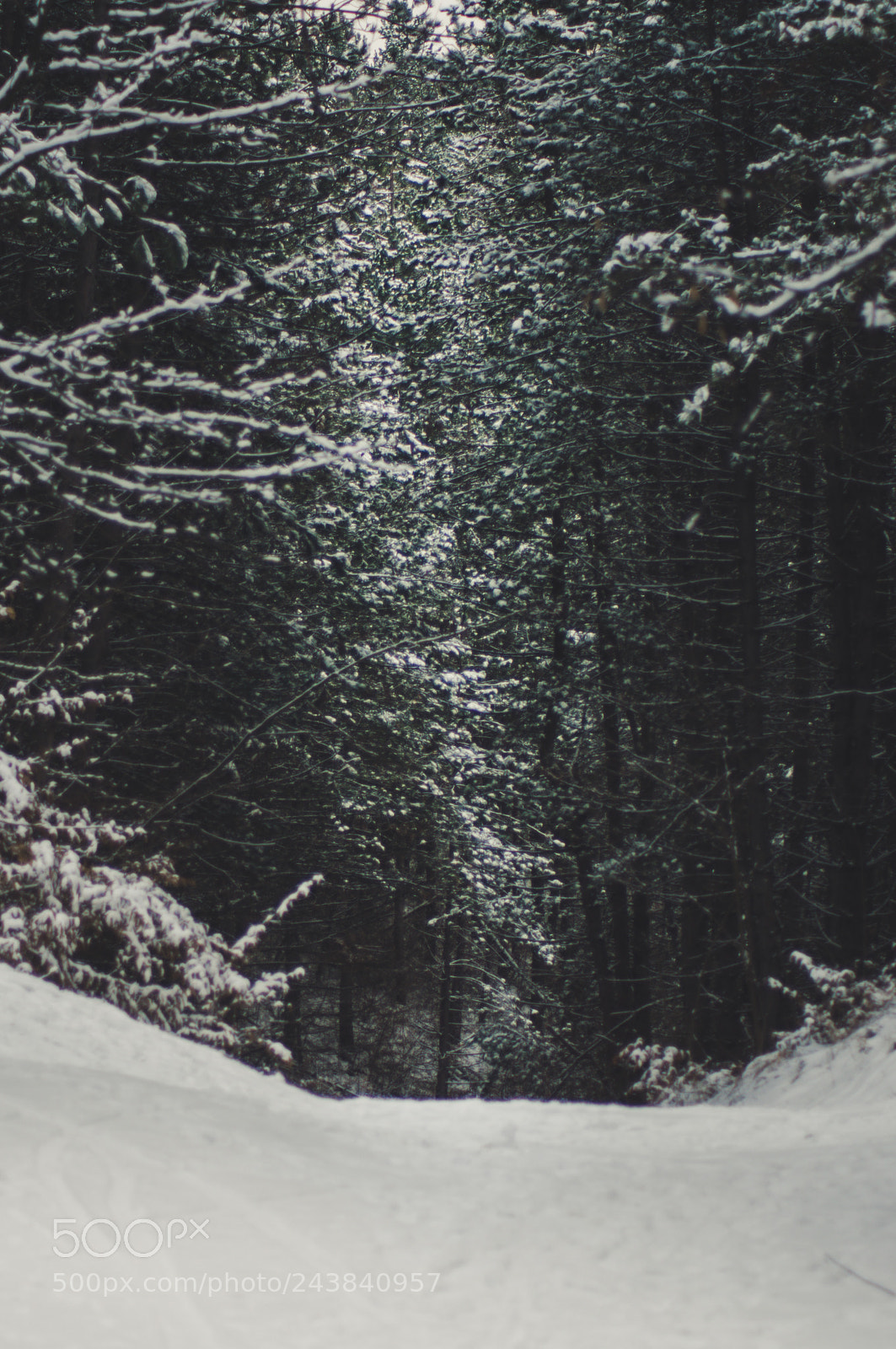 Nikon D90 sample photo. Winter forest cluj napoca photography