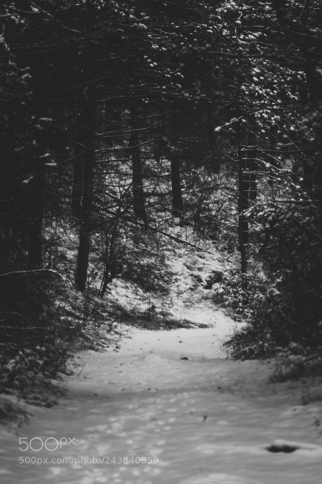 Nikon D90 sample photo. Winter forest cluj napoca photography