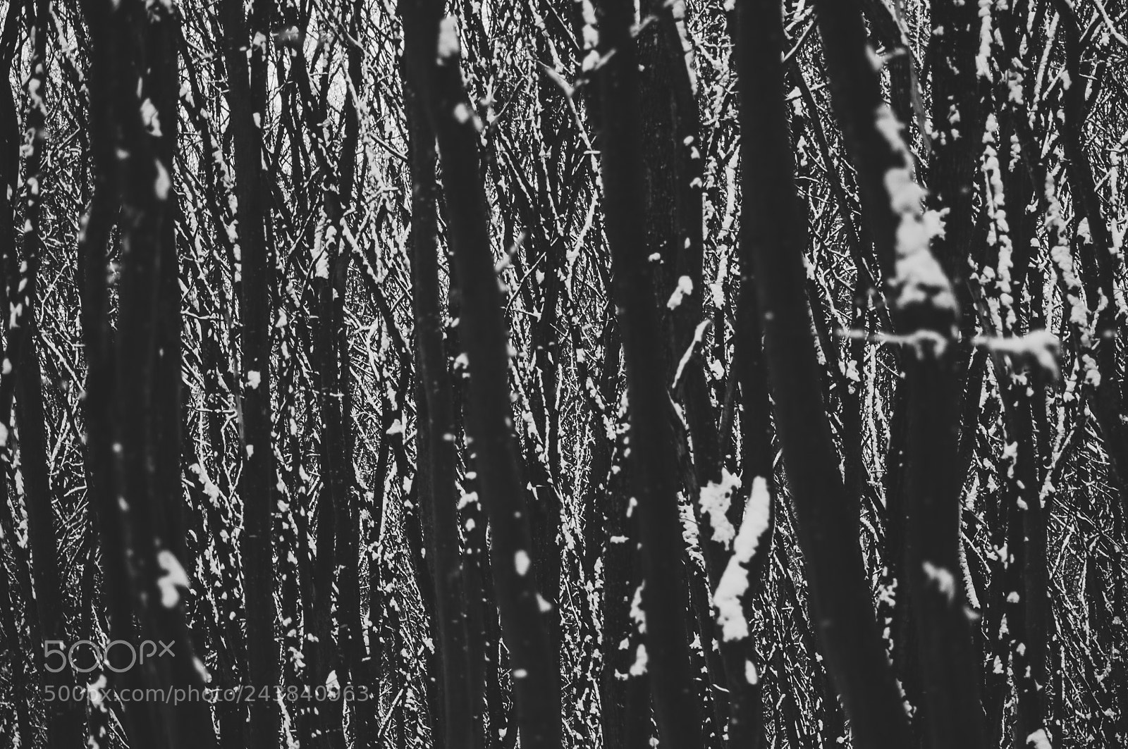 Nikon D90 sample photo. Winter forest cluj napoca photography