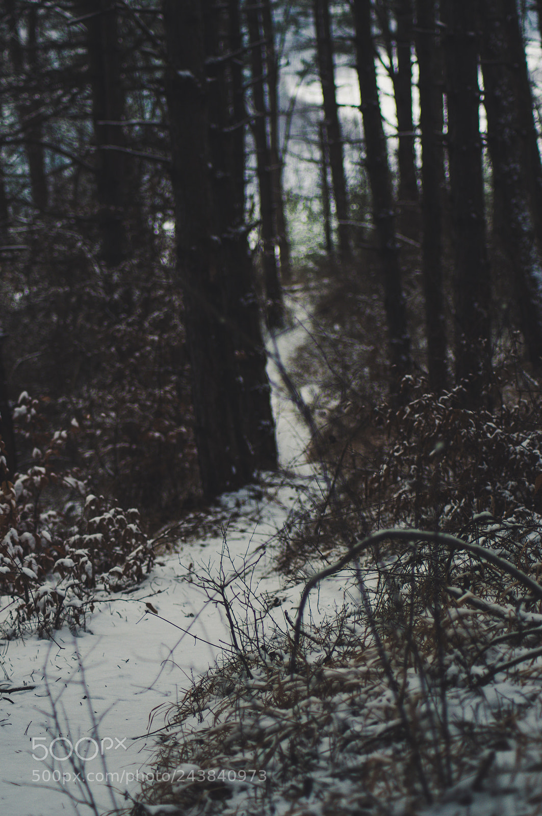 Nikon D90 sample photo. Winter forest cluj napoca photography