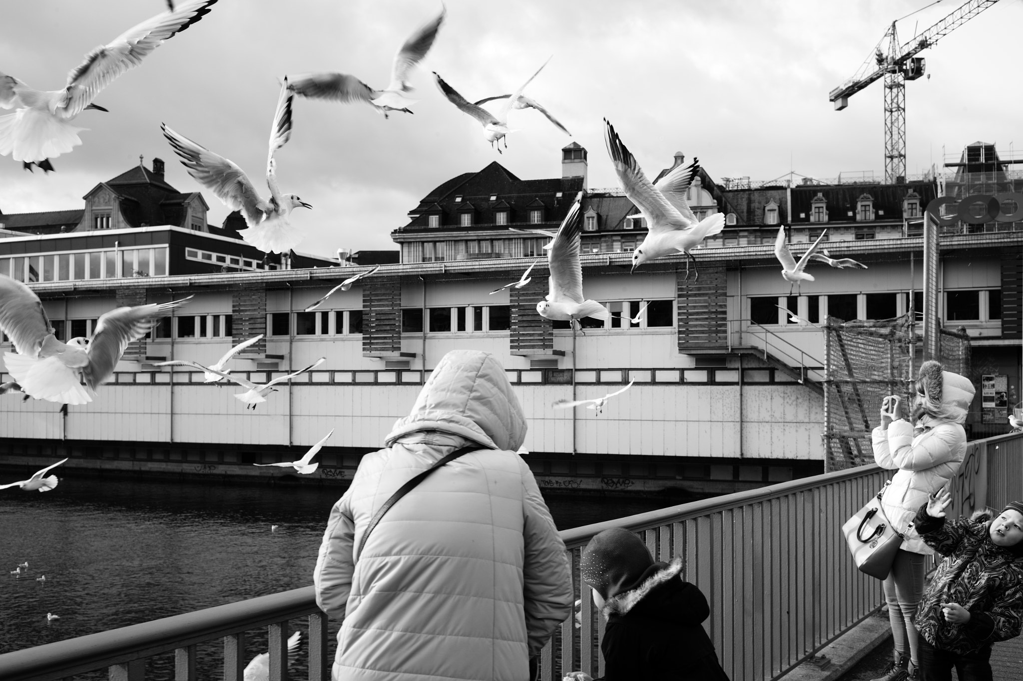 Leica Summilux-M 35mm F1.4 ASPH sample photo. Birrrdssss photography