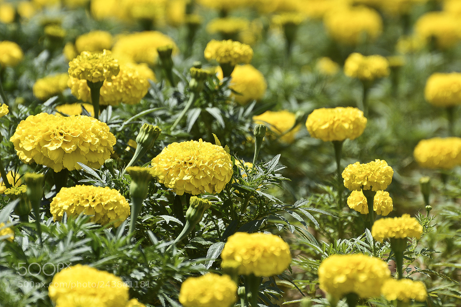 Nikon D7100 sample photo. Natureza abundante. photography