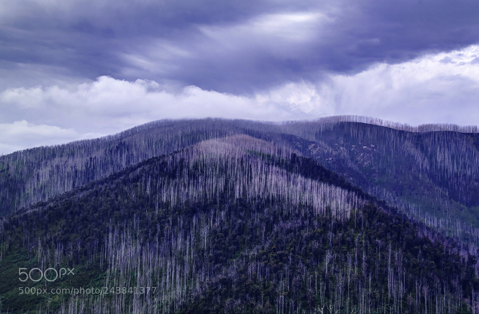 Pentax K-7 sample photo. Ghosts of trees past photography