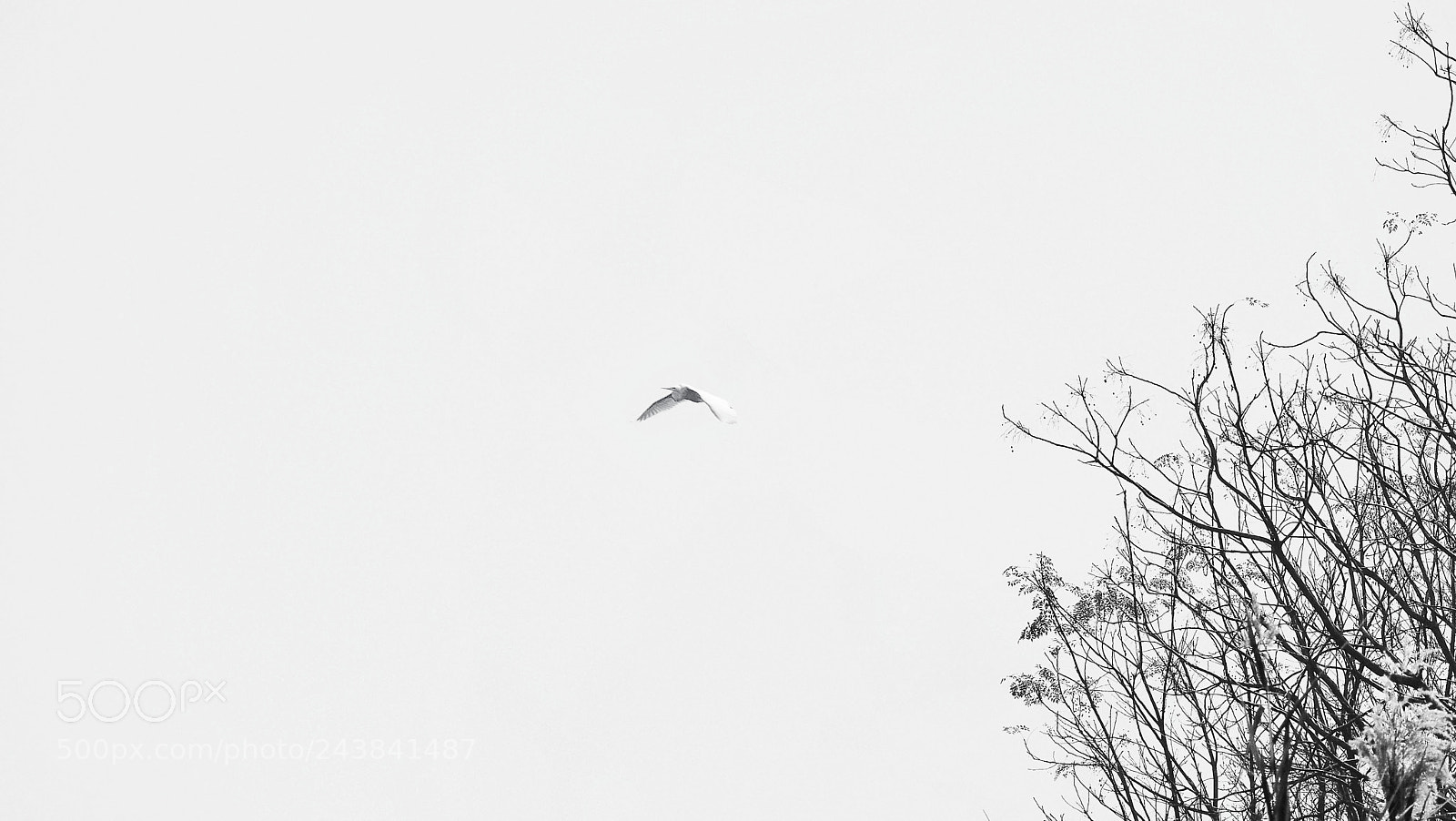 Olympus PEN-F sample photo. 无题 photography