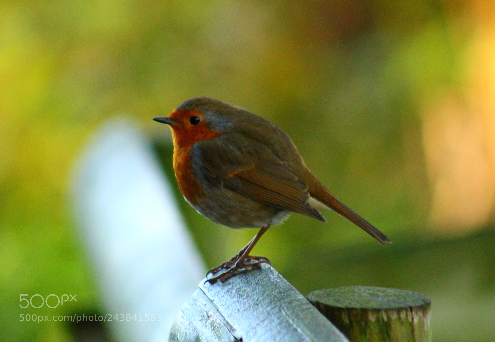 Canon EOS 1100D (EOS Rebel T3 / EOS Kiss X50) sample photo. Friendly robin photography