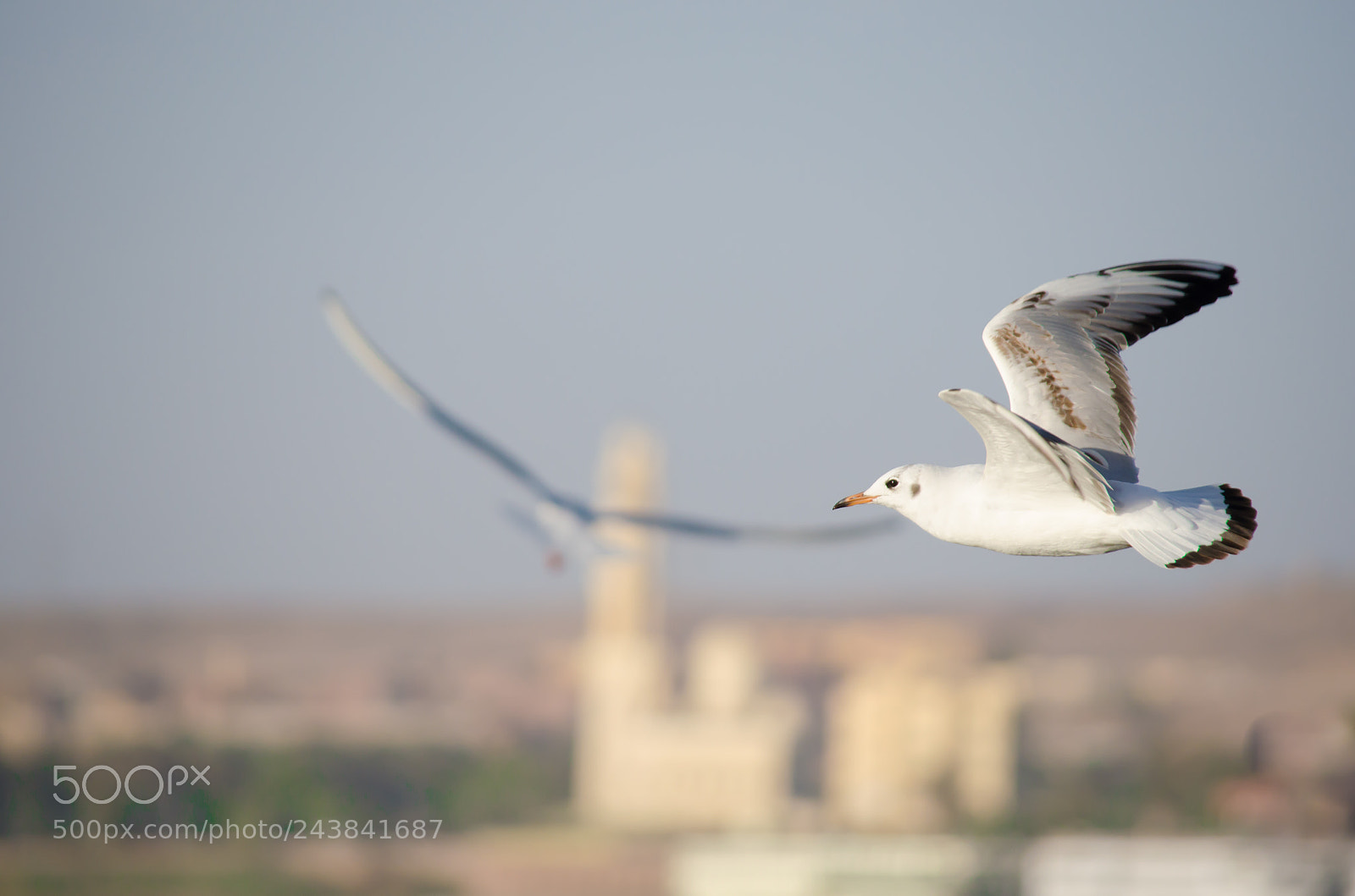 Nikon D5100 sample photo. Fly photography
